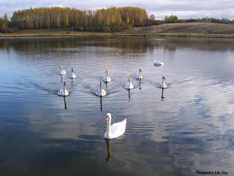 Лебеди на Городи-щенском озере